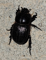 Archophileurus cribrosus