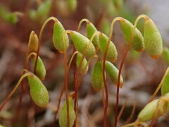 Ptychostomum pallescens