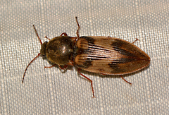 Stropenron hieroglyphica