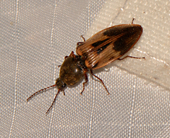 Stropenron hieroglyphica