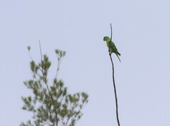 Tanygnathus lucionensis