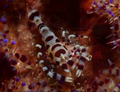 Periclimenes colemani