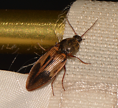 Stropenron hieroglyphica