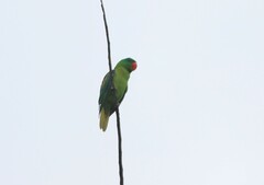 Tanygnathus lucionensis