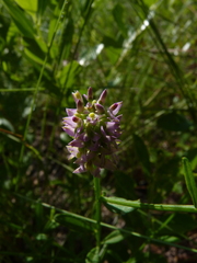 Polygala brevifolia