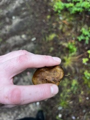 Phylloporus pelletieri