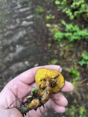 Phylloporus pelletieri