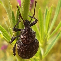 Otiorhynchus tristis