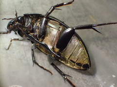Hydrophilus ovatus