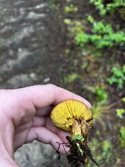 Phylloporus pelletieri