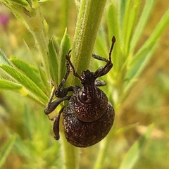 Otiorhynchus tristis