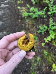 Phylloporus pelletieri