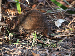 Antechinus mimetes