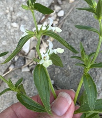 Stachys annua