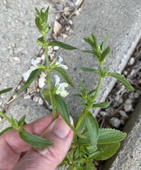 Stachys annua