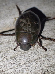 Hydrophilus ovatus