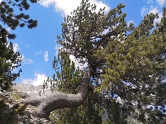 Pinus heldreichii