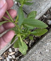 Stachys annua