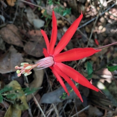 Passiflora cristalina