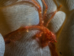 Achaeus japonicus