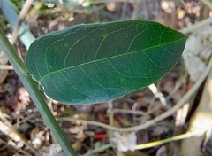 Passiflora cristalina