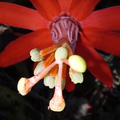 Passiflora cristalina