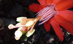 Passiflora cristalina