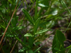 Polygala brevifolia