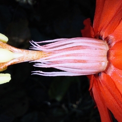 Passiflora cristalina