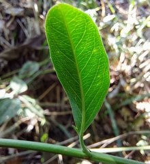 Passiflora cristalina