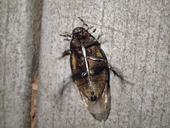 Hydrophilus ovatus