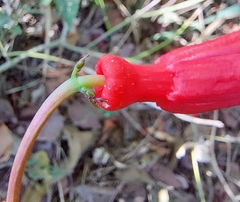 Passiflora cristalina