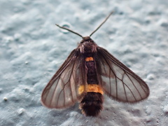 Psichotoe duvaucelii