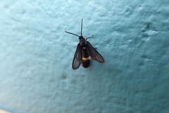 Psichotoe duvaucelii