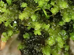 Scapania cuspiduligera