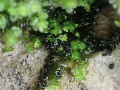 Scapania cuspiduligera