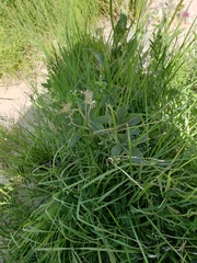 Pediomelum cuspidatum