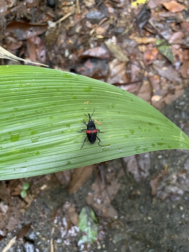 Cactophagus sanguinolentus image