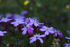 Silene acaulis