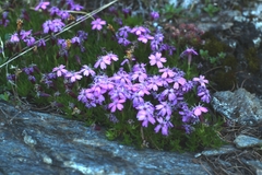 Silene acaulis
