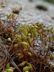 Ptychostomum pallescens