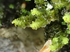 Scapania cuspiduligera