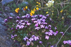 Silene acaulis
