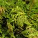 Jochenia Mosses - Photo (c) Stefan Gey, some rights reserved (CC BY-NC), uploaded by Stefan Gey