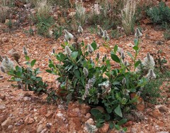 Ptilotus nobilis