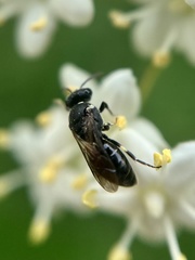 Hylaeus punctatus