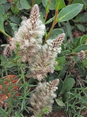 Ptilotus nobilis