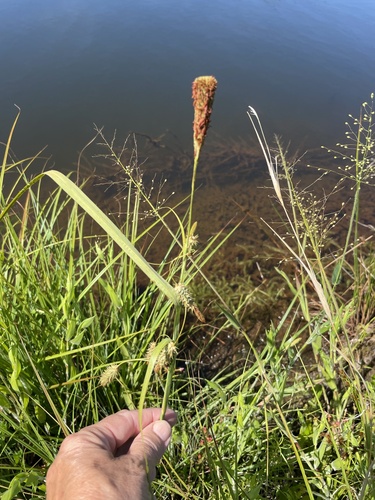 southern waxy sedge (Carex glaucescens)