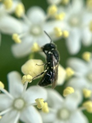 Hylaeus punctatus