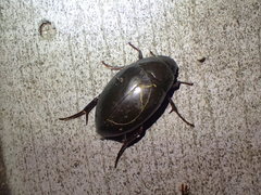 Hydrophilus ovatus
